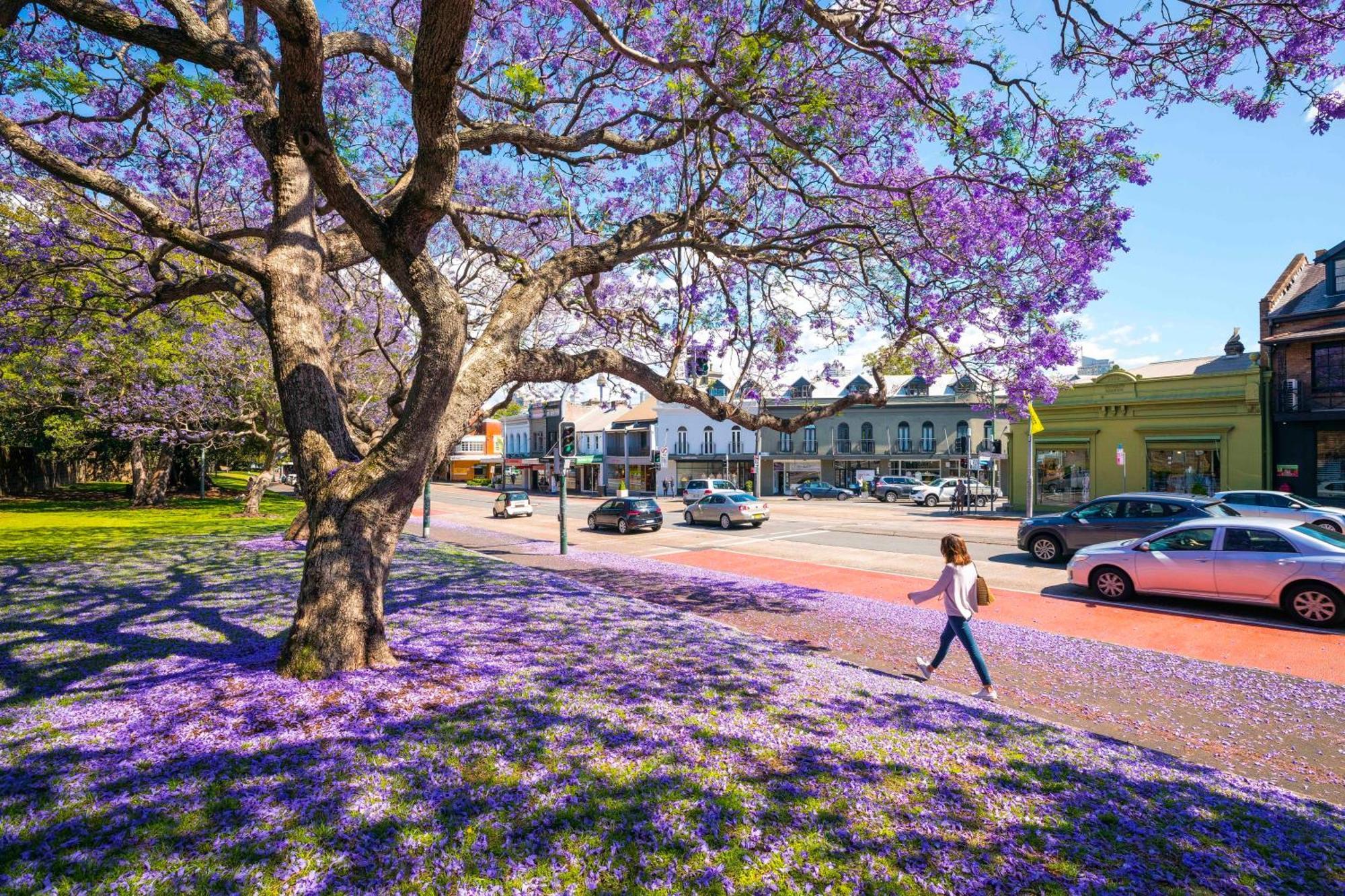 Appartamento Surry Hills With Pool *